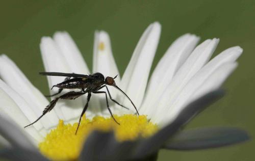 Empis pennipes